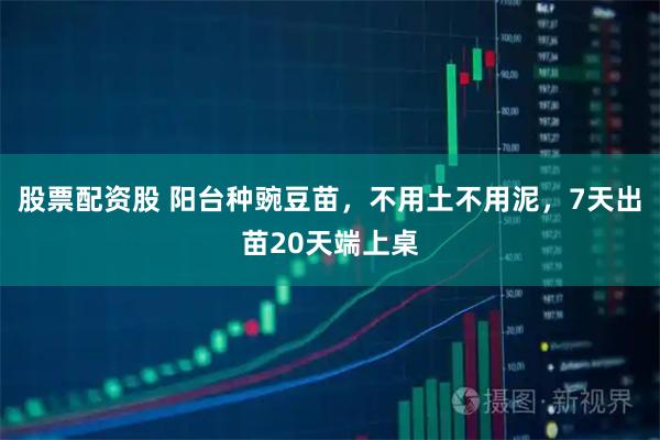股票配资股 阳台种豌豆苗，不用土不用泥，7天出苗20天端上桌